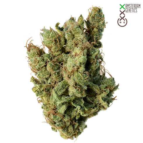 Amsterdam Genetics - Super Silver Haze